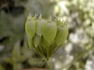 fruits