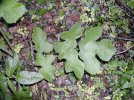 feuille