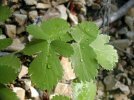 feuille