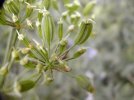 fruits