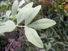 feuille détail