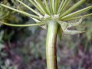 involucre