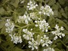 fleur en ombelle