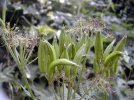 fruits