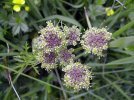 Inflorescence