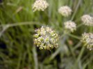 Fleurs et jeunes fruits