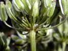 involucre