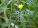 Feuille caulinaire