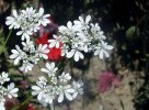 fleur en ombelle
