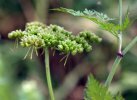 involucelle et fruit