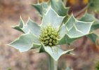 involucre