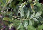 feuille envers