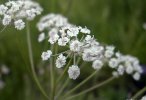 fleur détail