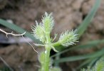 involucre