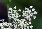Fleurs