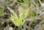 bractées