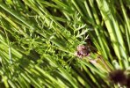Jeune inflorescence et feuille