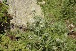 plante entière dans son milieu