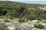 plante entière dans son milieu