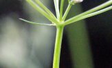 Involucre