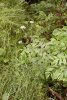 Plante entière