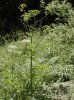 plante entière