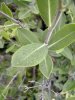 feuille