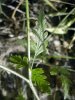 Gaine de la feuille