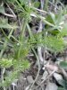 feuille caulinaire