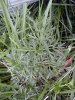 Feuille