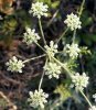 fleurs en ombelle