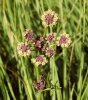 Début de floraison