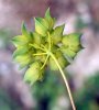 involucelle des l'ombellules