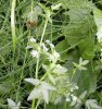 feuillage et fleur