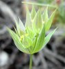bractées