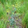 plante entière dans son milieu